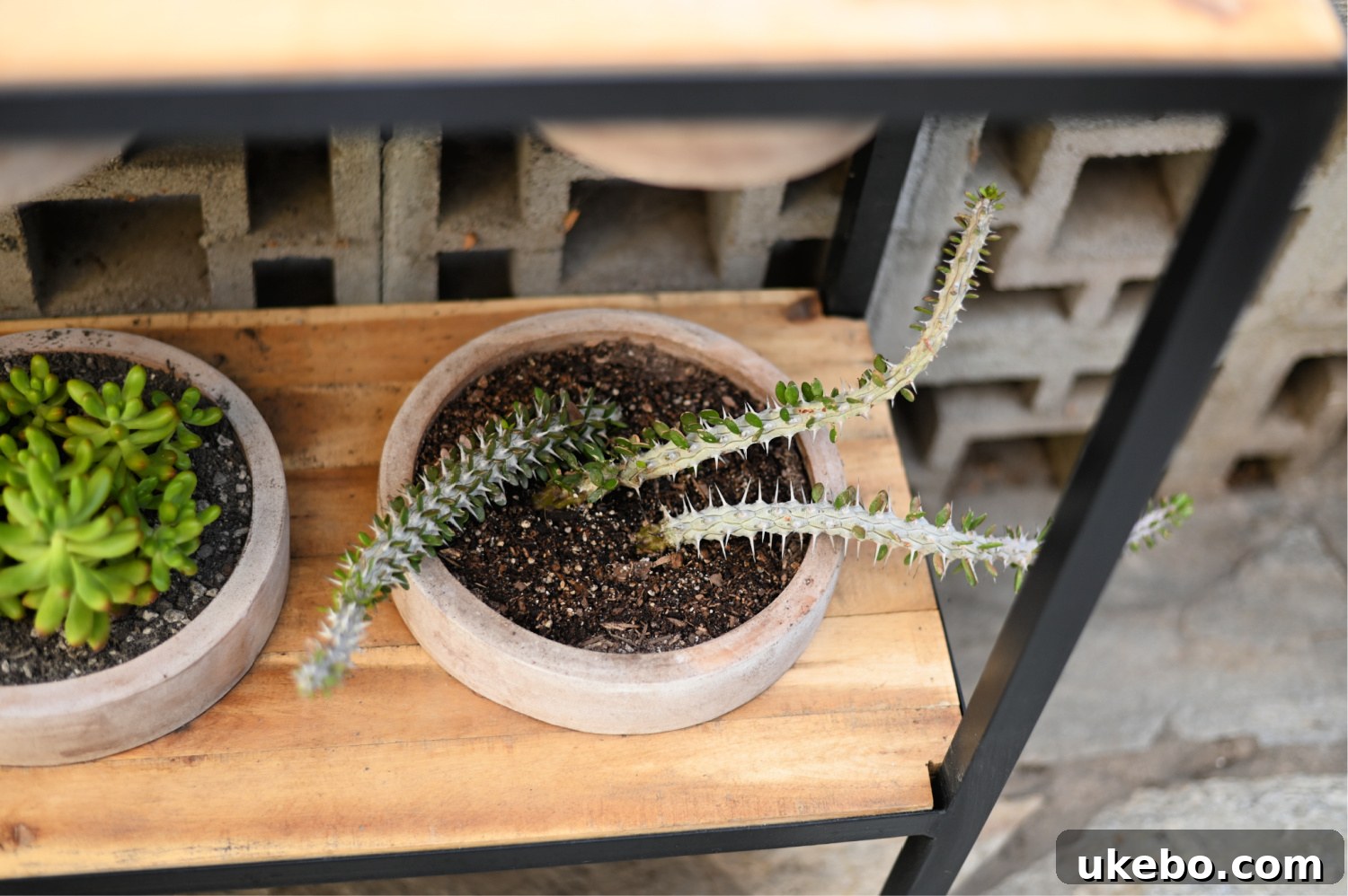 Specific succulent plant in focus